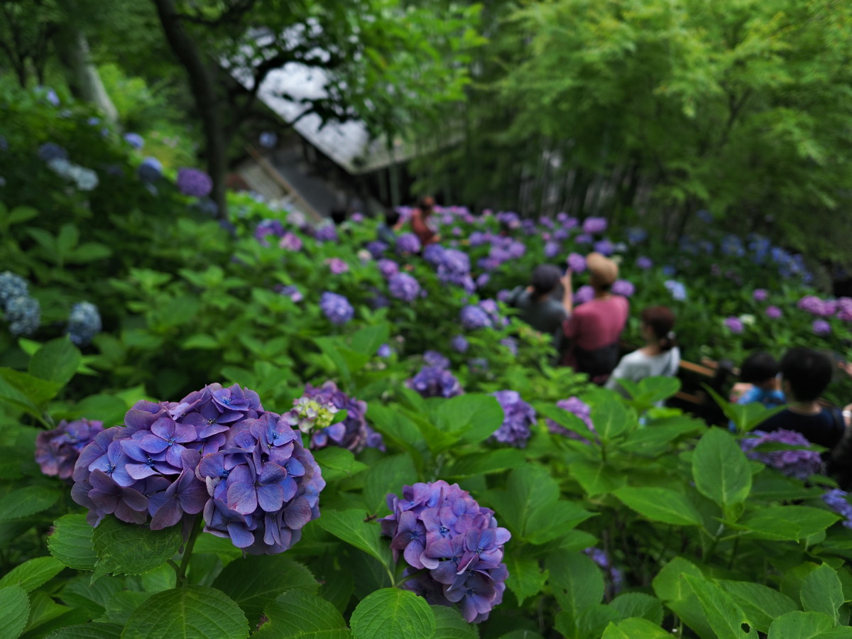 f:id:otaku4160:20190629143446j:plain f:id:otaku4160:20190629143446j:plain