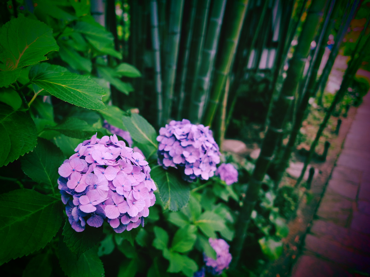 f:id:otaku4160:20190629143452j:plain f:id:otaku4160:20190629143452j:plain