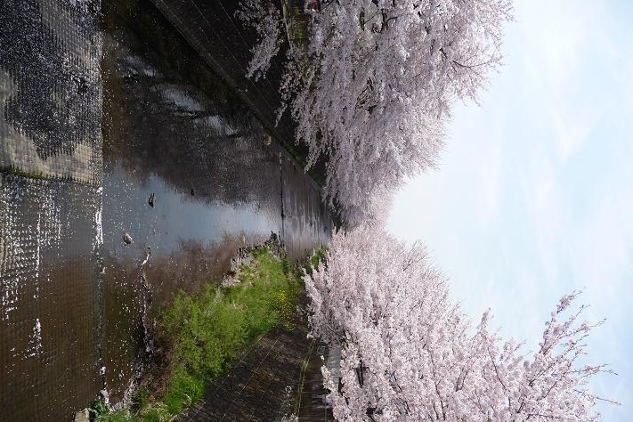イメージ 4
