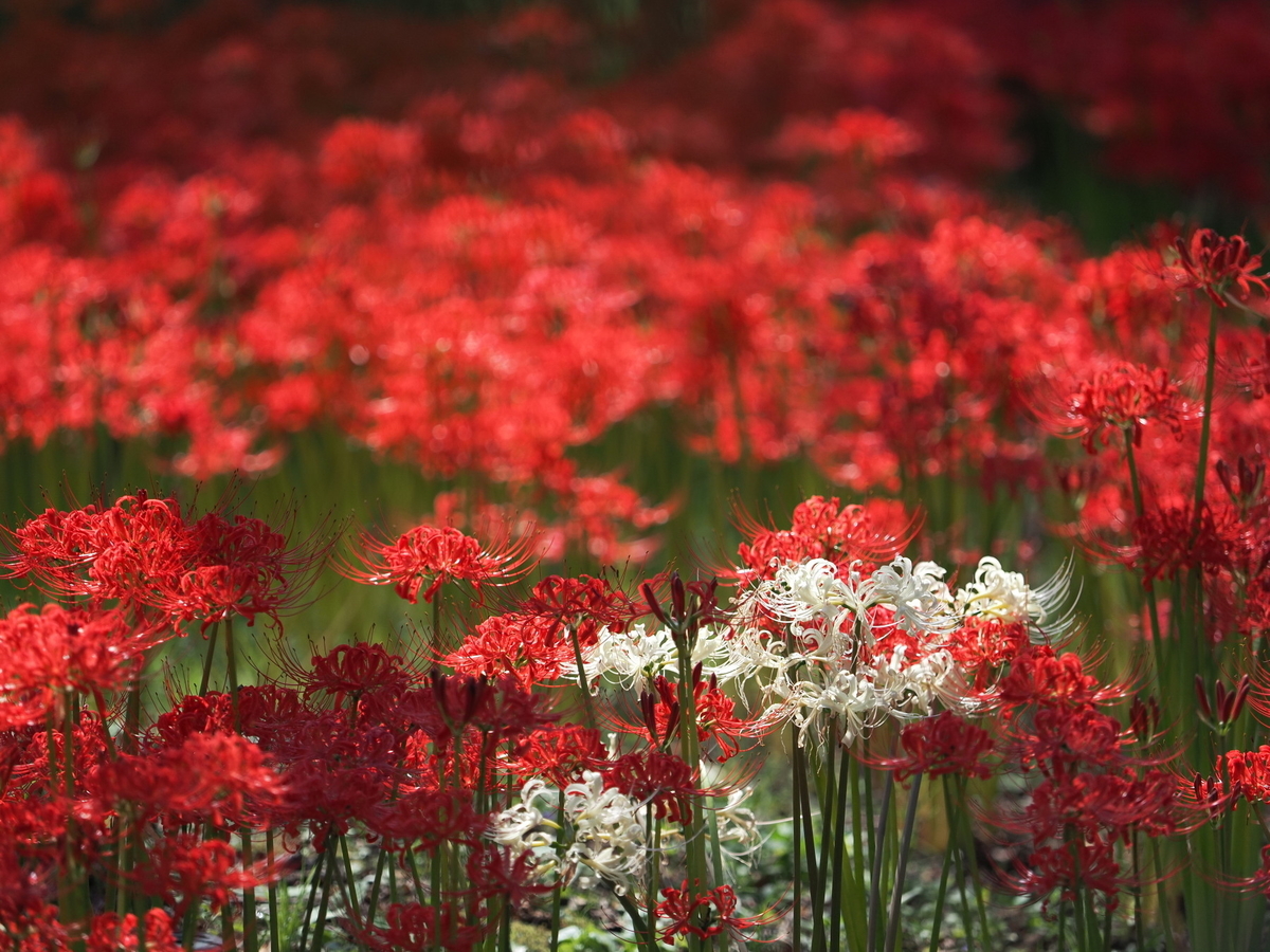 f:id:otaku4160:20190927232536j:plain f:id:otaku4160:20190927232536j:plain