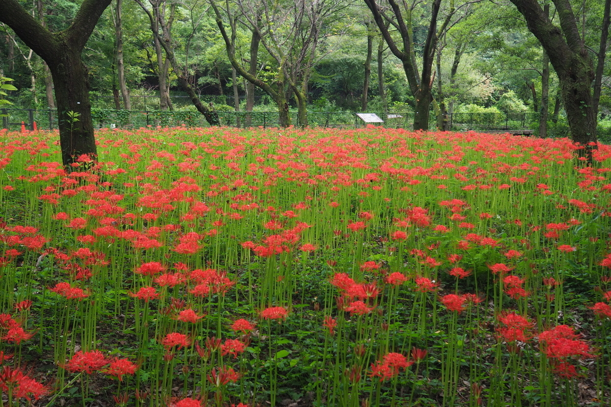 野川公園 自然観察園 の彼岸花を撮って来た いまここにあるもの