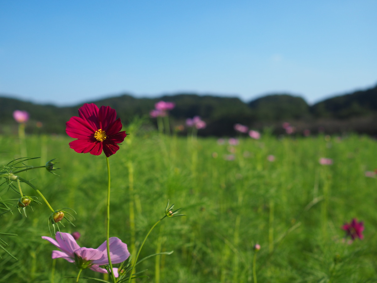 f:id:otaku4160:20191002030126j:plain f:id:otaku4160:20191002030126j:plain
