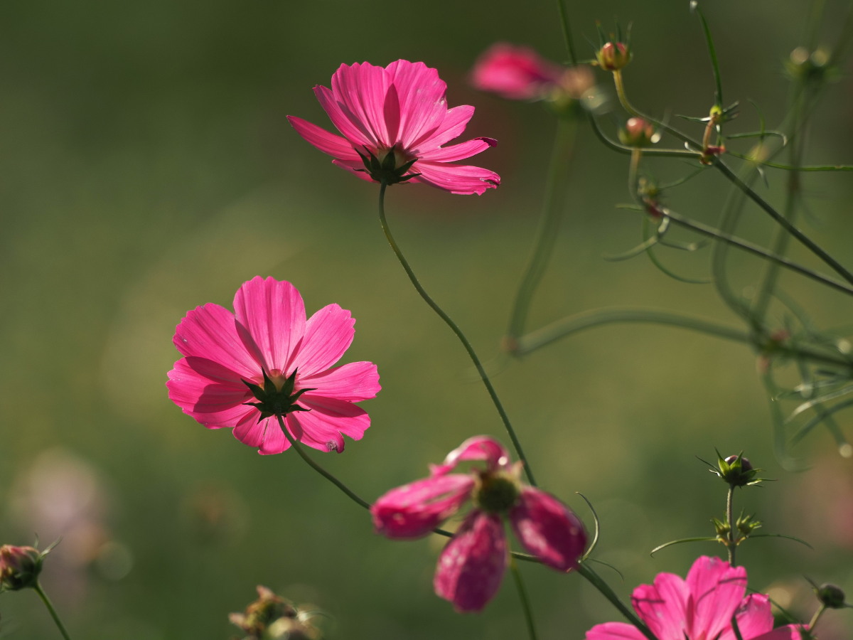 f:id:otaku4160:20191026230730j:plain f:id:otaku4160:20191026230730j:plain