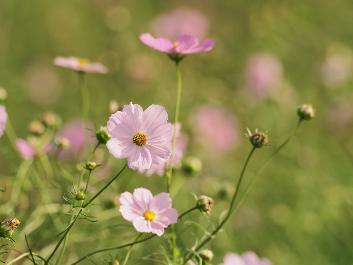f:id:otaku4160:20191026230734j:plain f:id:otaku4160:20191026230734j:plain
