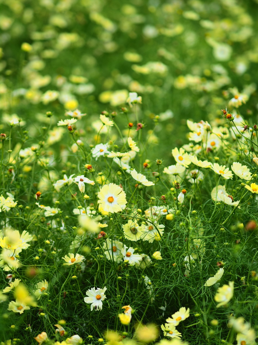 f:id:otaku4160:20191026230755j:plain f:id:otaku4160:20191026230755j:plain