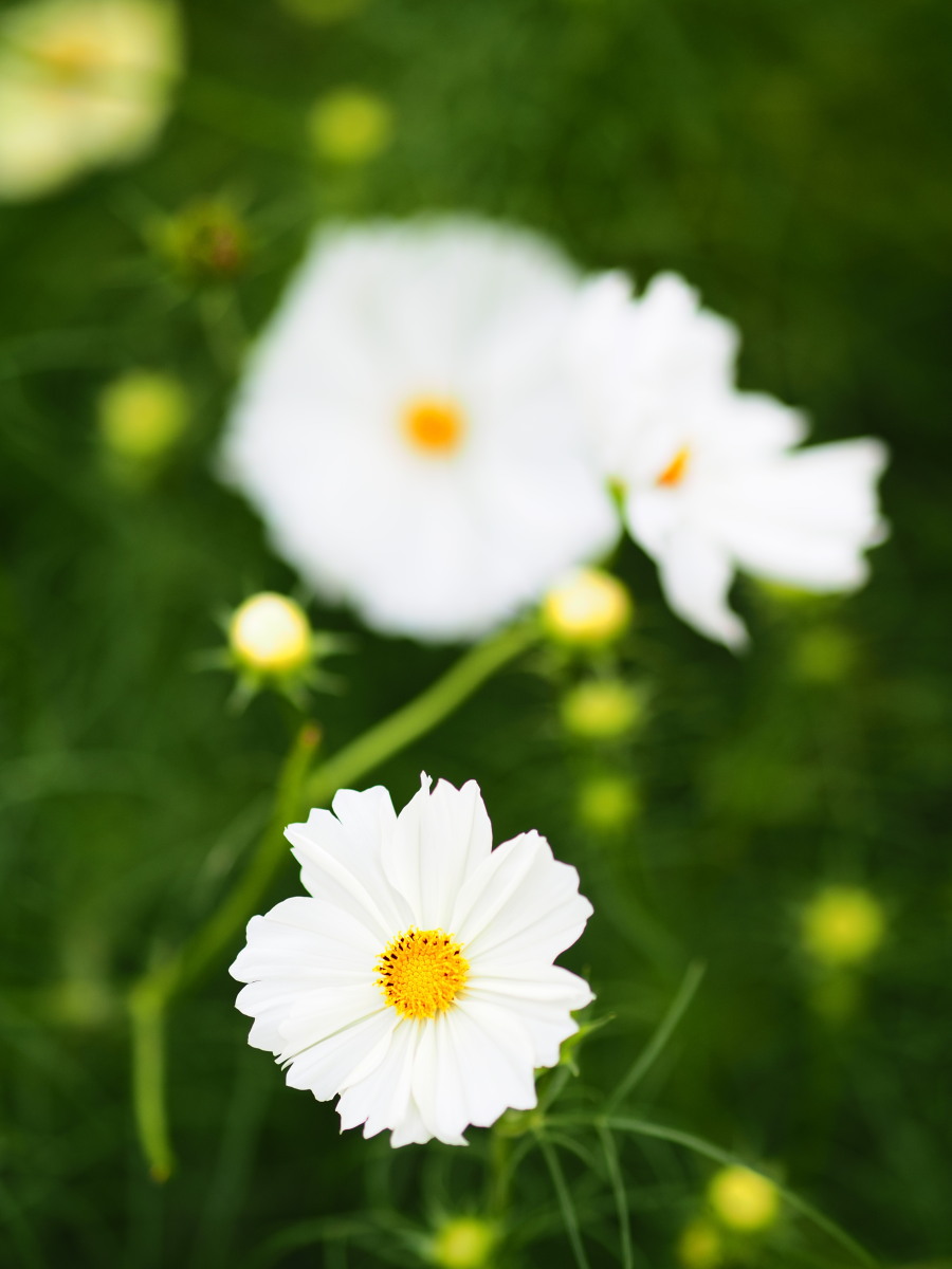 f:id:otaku4160:20191026230758j:plain f:id:otaku4160:20191026230758j:plain