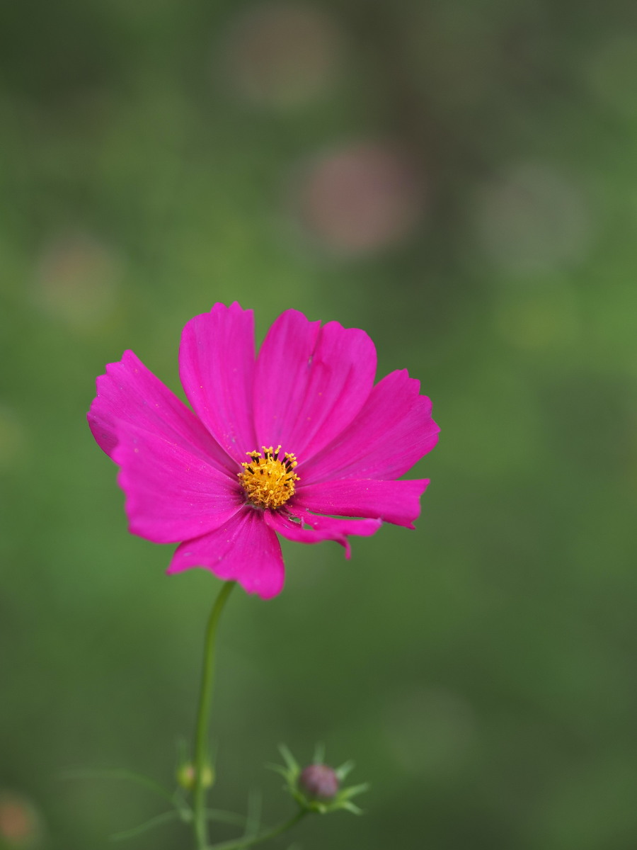 f:id:otaku4160:20191026230802j:plain f:id:otaku4160:20191026230802j:plain