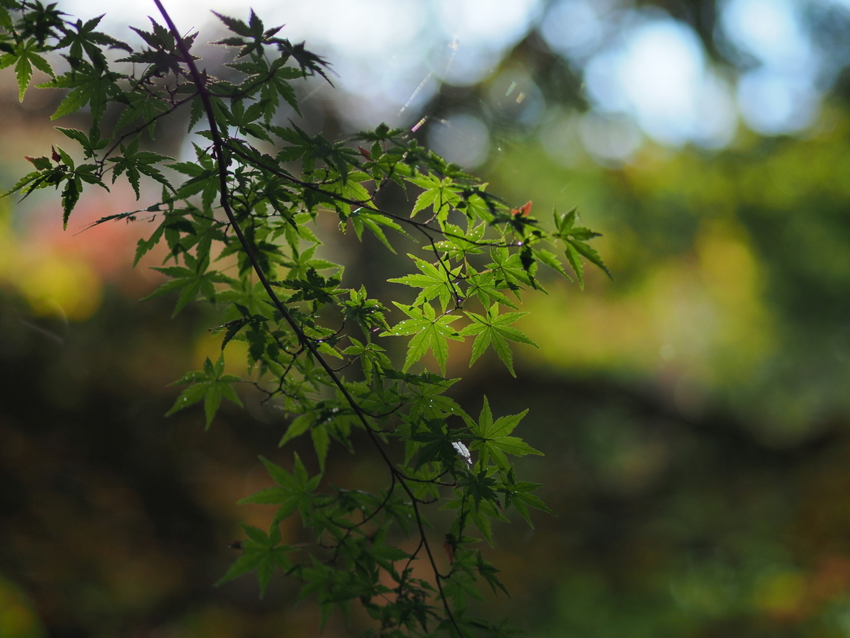 f:id:otaku4160:20191120002047j:plain f:id:otaku4160:20191120002047j:plain