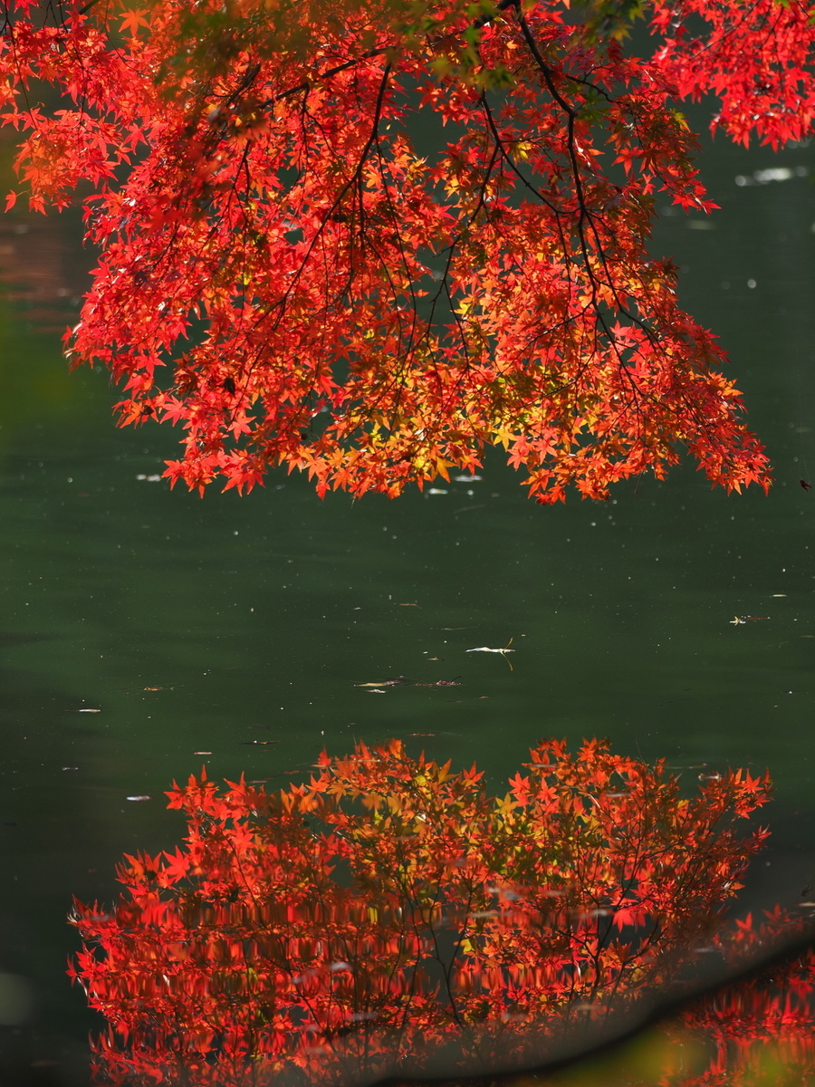 f:id:otaku4160:20191120002059j:plain f:id:otaku4160:20191120002059j:plain