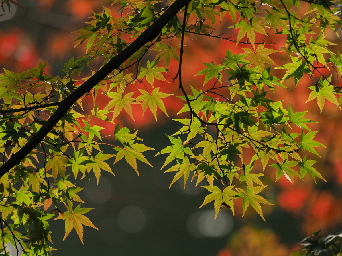 f:id:otaku4160:20191120002105j:plain f:id:otaku4160:20191120002105j:plain