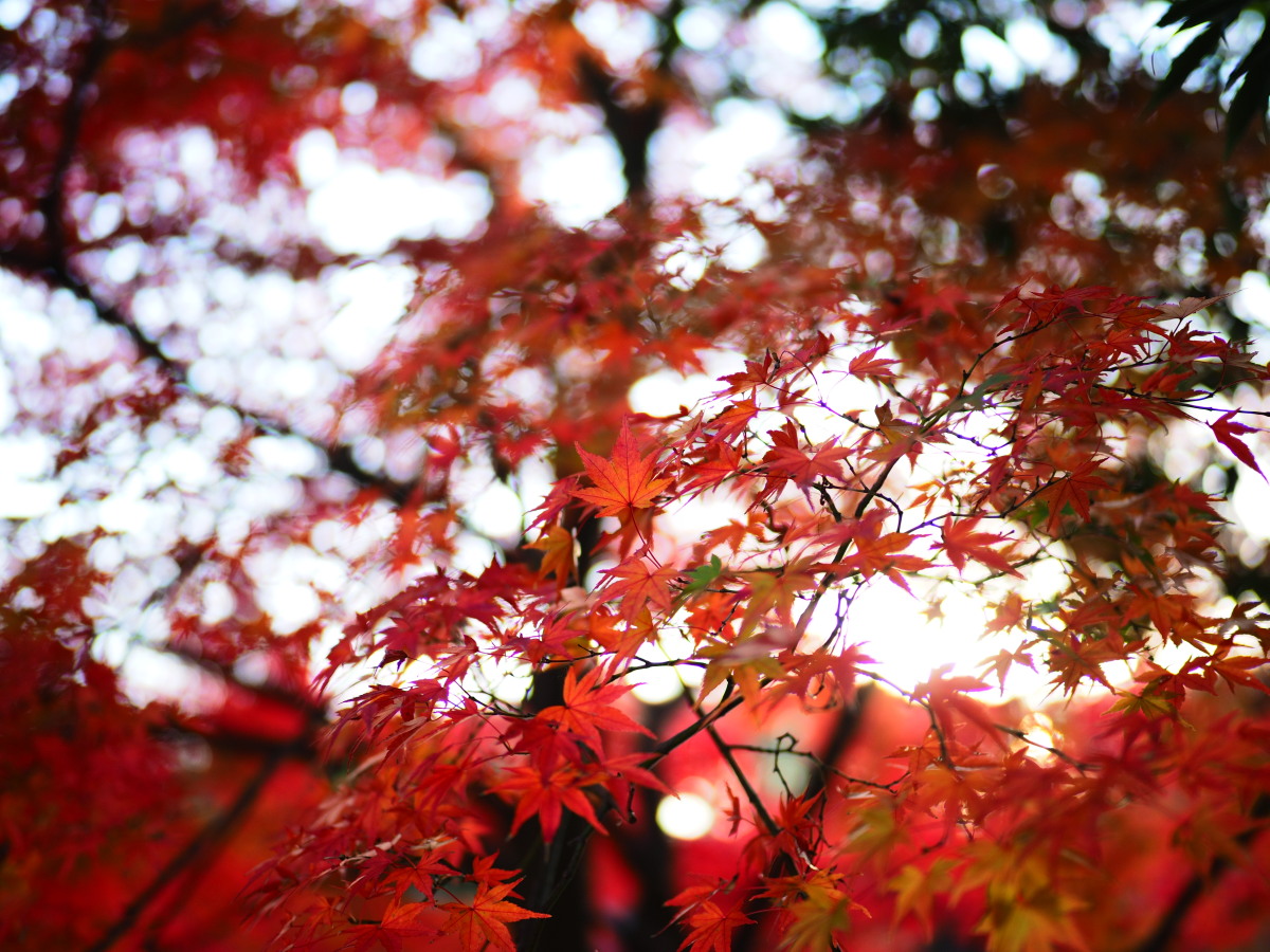 f:id:otaku4160:20191202001218j:plain f:id:otaku4160:20191202001218j:plain