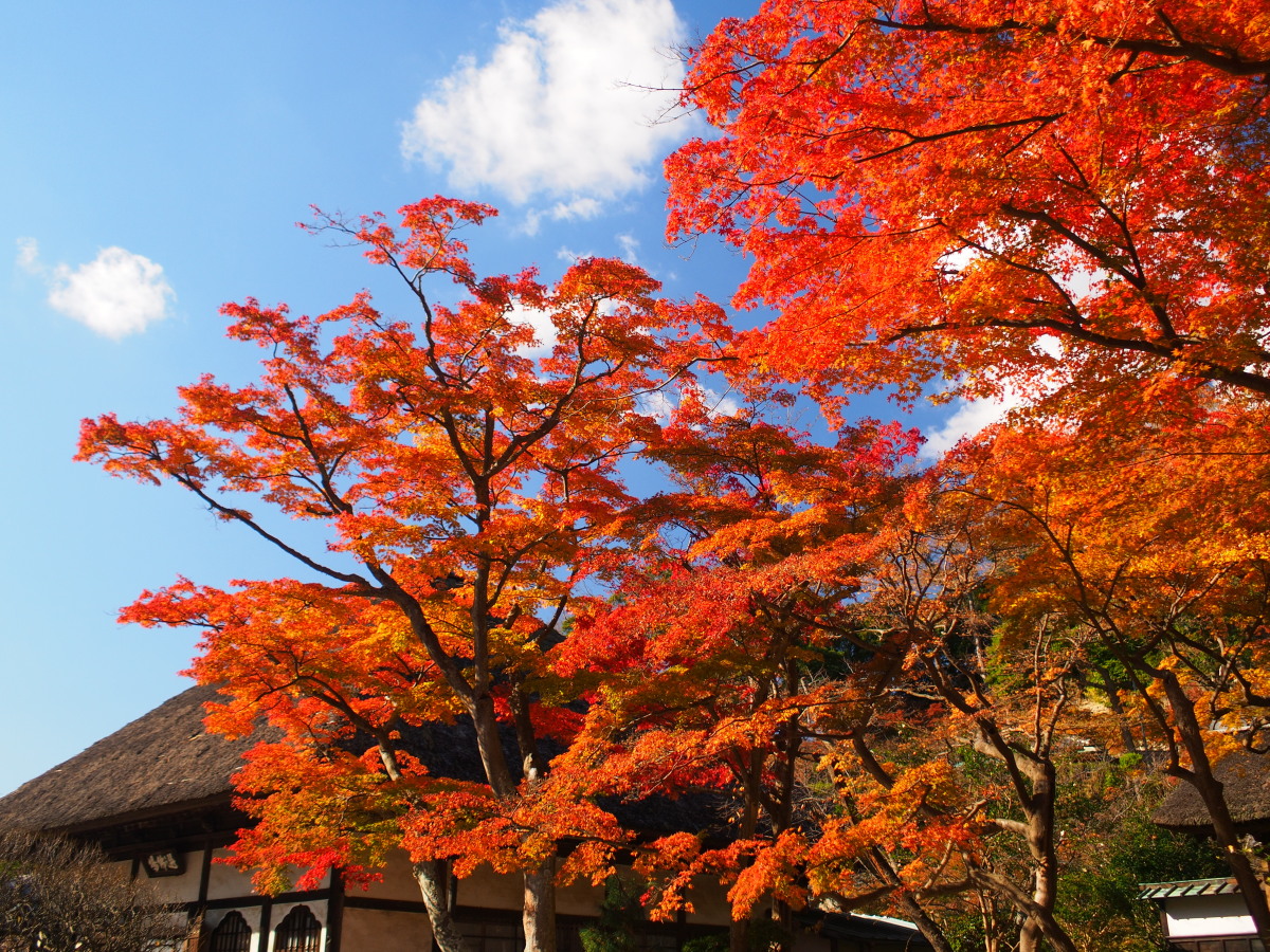 f:id:otaku4160:20191204070649j:plain f:id:otaku4160:20191204070649j:plain
