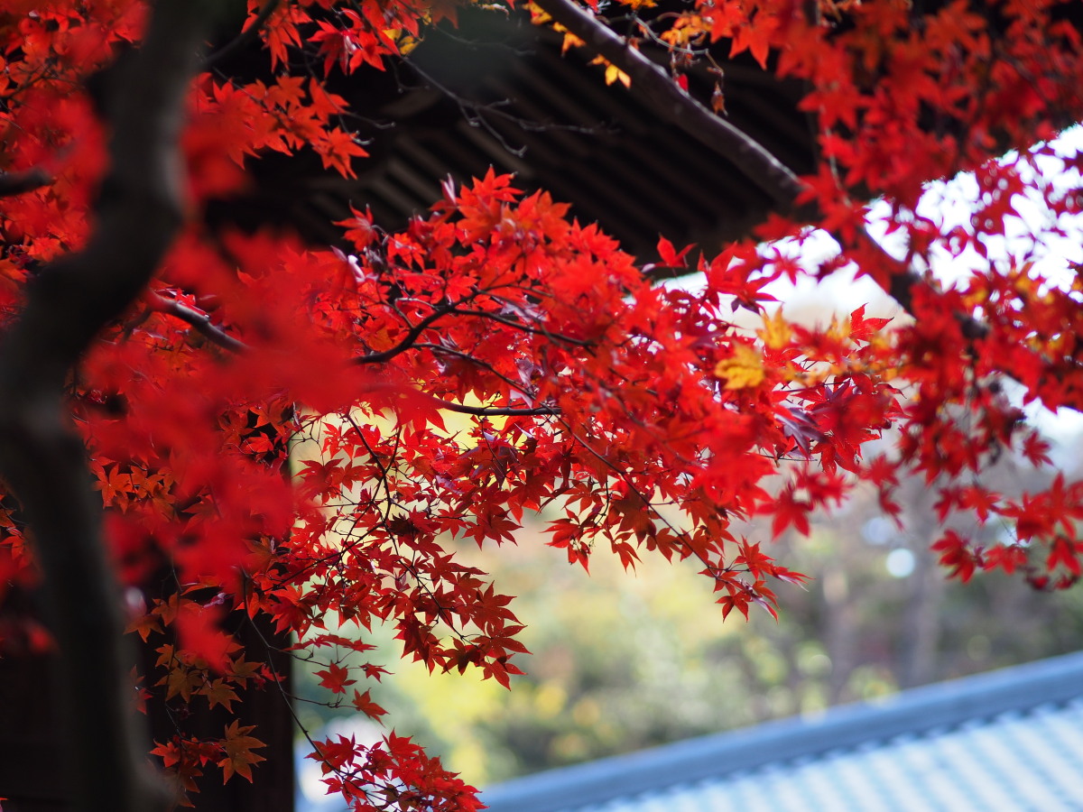 f:id:otaku4160:20191204070810j:plain f:id:otaku4160:20191204070810j:plain