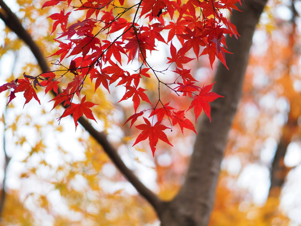 f:id:otaku4160:20191207003736j:plain f:id:otaku4160:20191207003736j:plain