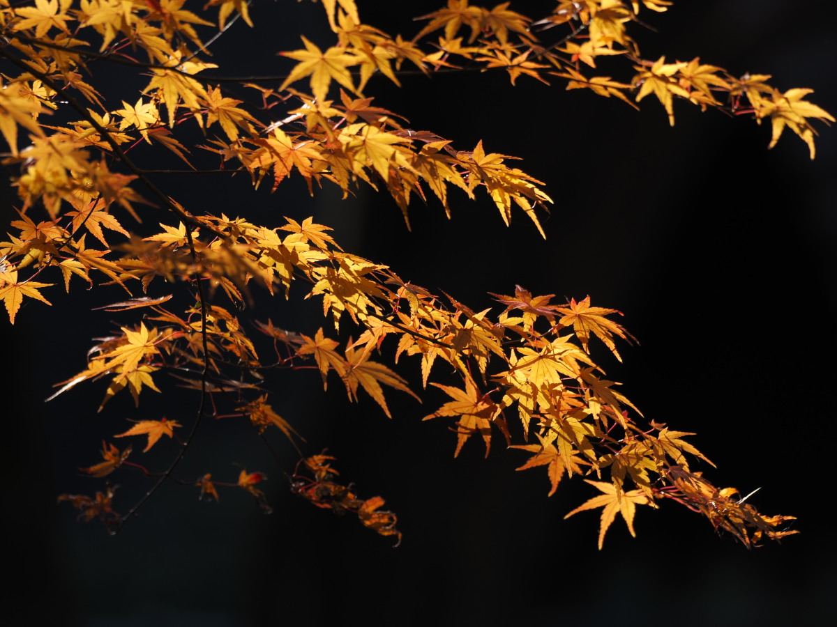 f:id:otaku4160:20191215004955j:plain f:id:otaku4160:20191215004955j:plain