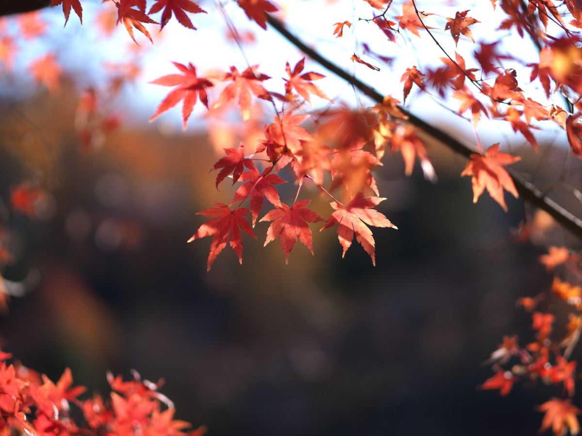 f:id:otaku4160:20191215004959j:plain f:id:otaku4160:20191215004959j:plain