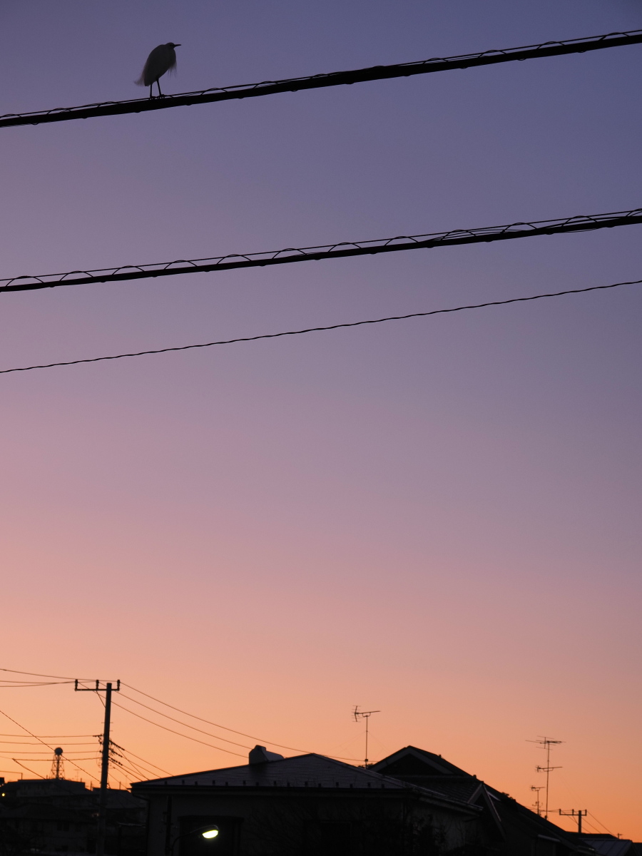 f:id:otaku4160:20200102001501j:plain f:id:otaku4160:20200102001501j:plain