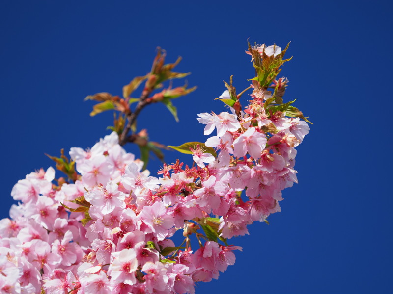 f:id:otaku4160:20200227132620j:plain f:id:otaku4160:20200227132620j:plain