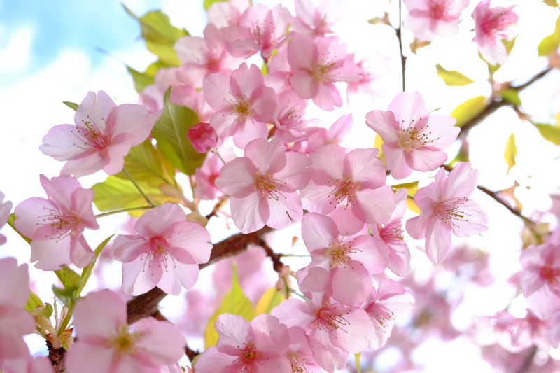 f:id:otaku4160:20200227144700j:plain f:id:otaku4160:20200227144700j:plain