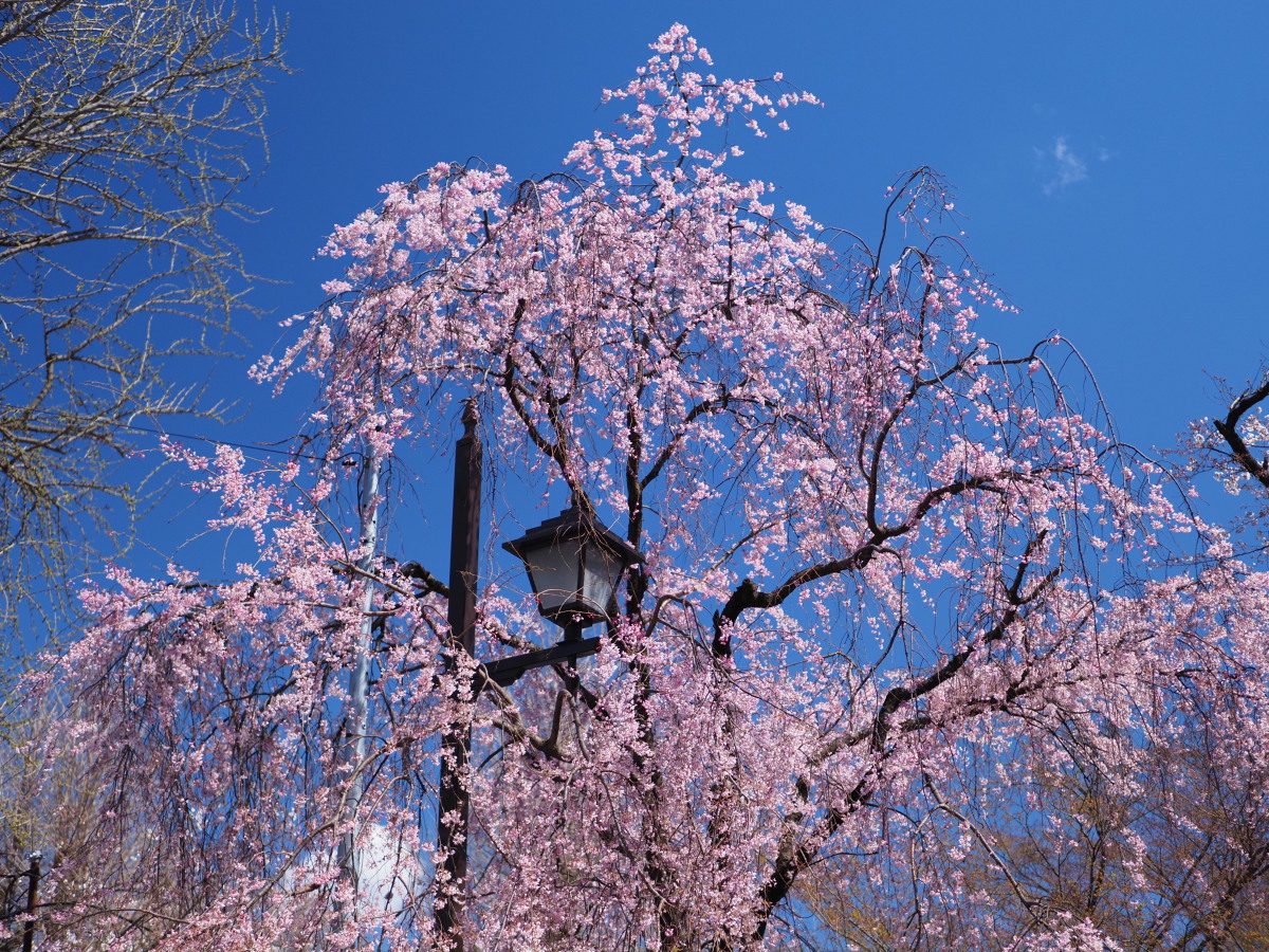 f:id:otaku4160:20200324205527j:plain f:id:otaku4160:20200324205527j:plain