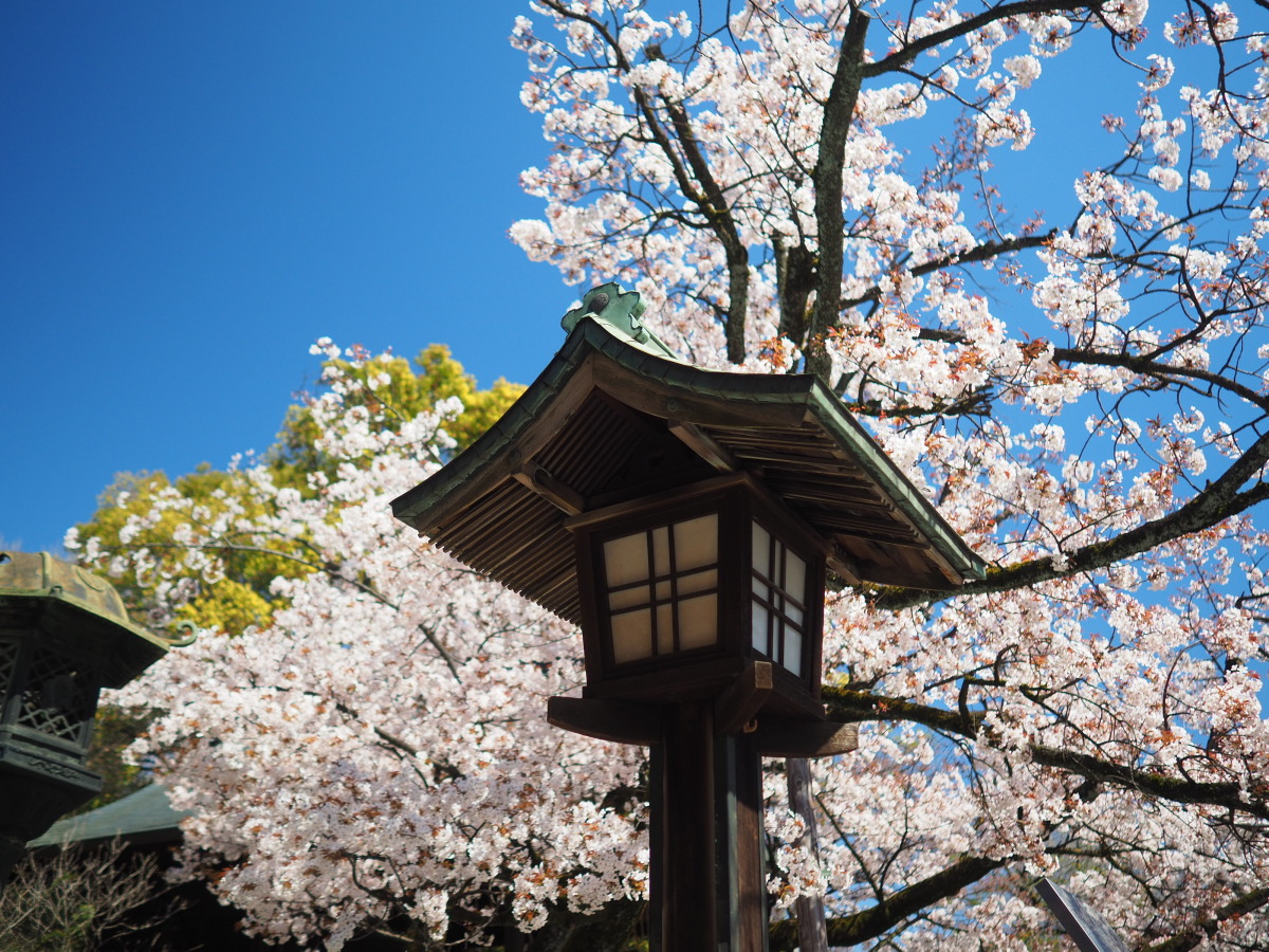f:id:otaku4160:20200324205544j:plain f:id:otaku4160:20200324205544j:plain