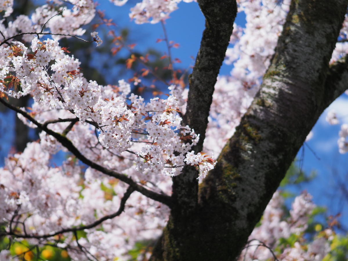 f:id:otaku4160:20200324205551j:plain f:id:otaku4160:20200324205551j:plain