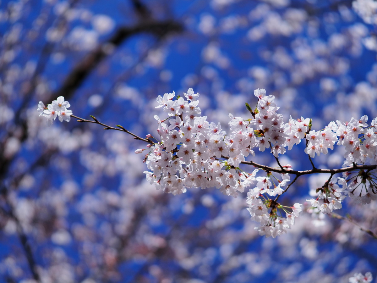 f:id:otaku4160:20200324205555j:plain f:id:otaku4160:20200324205555j:plain