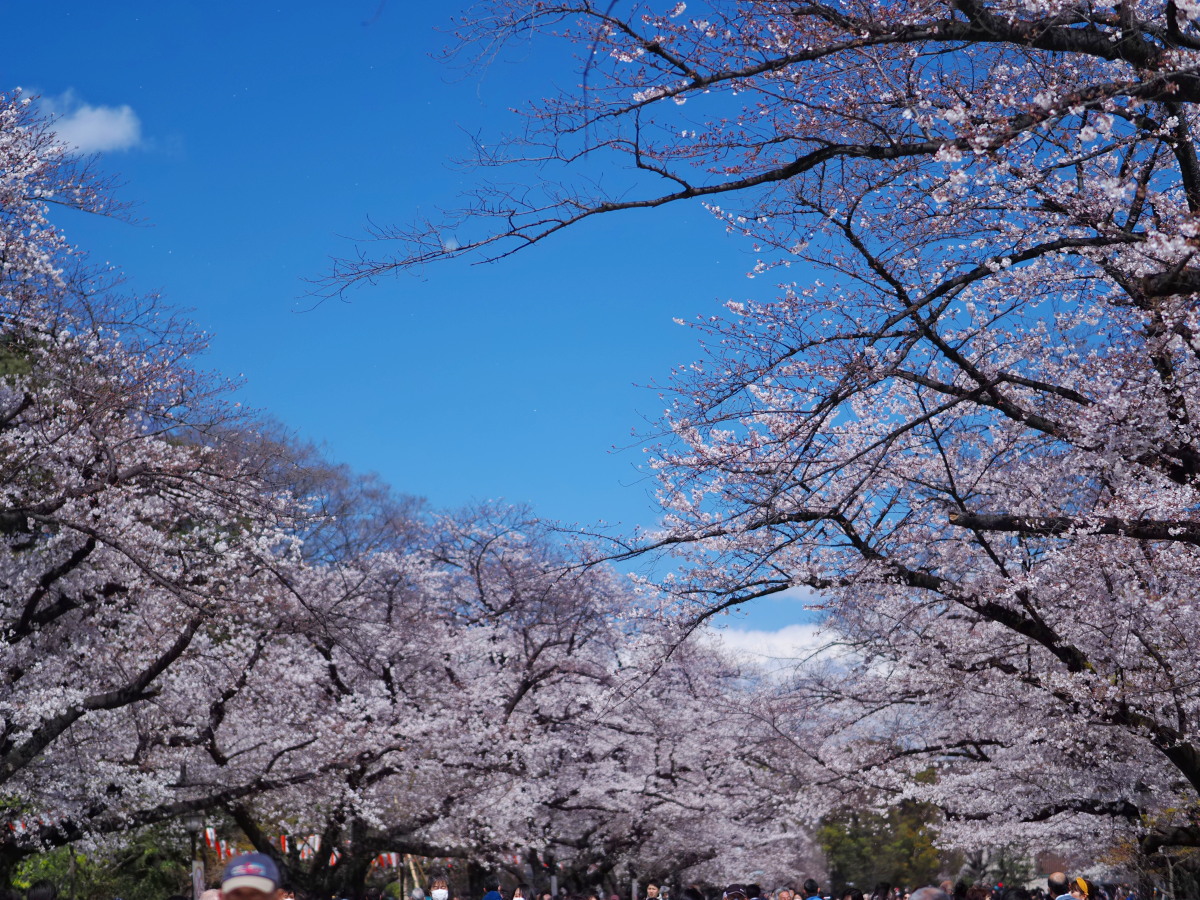 f:id:otaku4160:20200324205620j:plain f:id:otaku4160:20200324205620j:plain