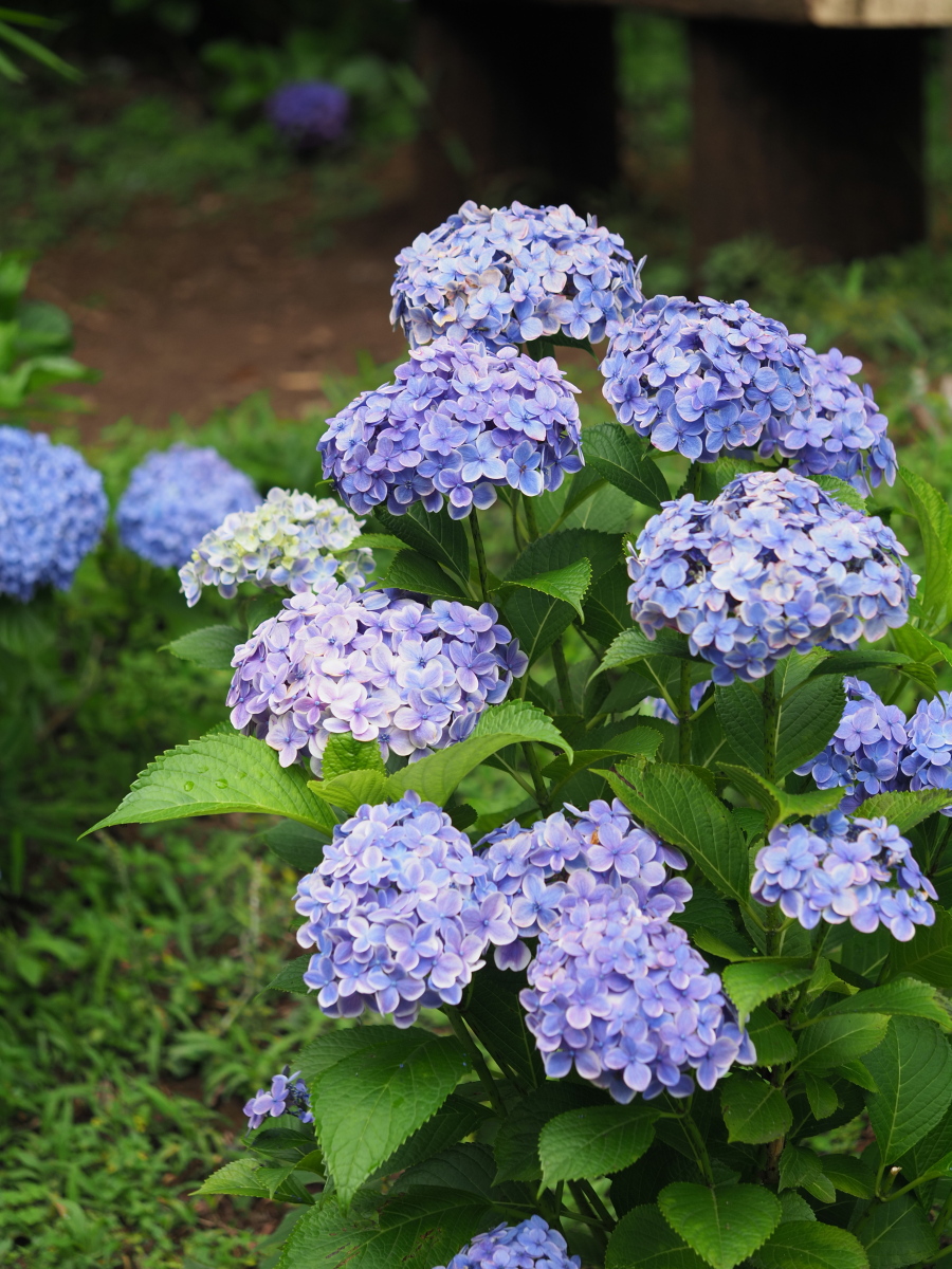 f:id:otaku4160:20200626213305j:plain f:id:otaku4160:20200626213305j:plain