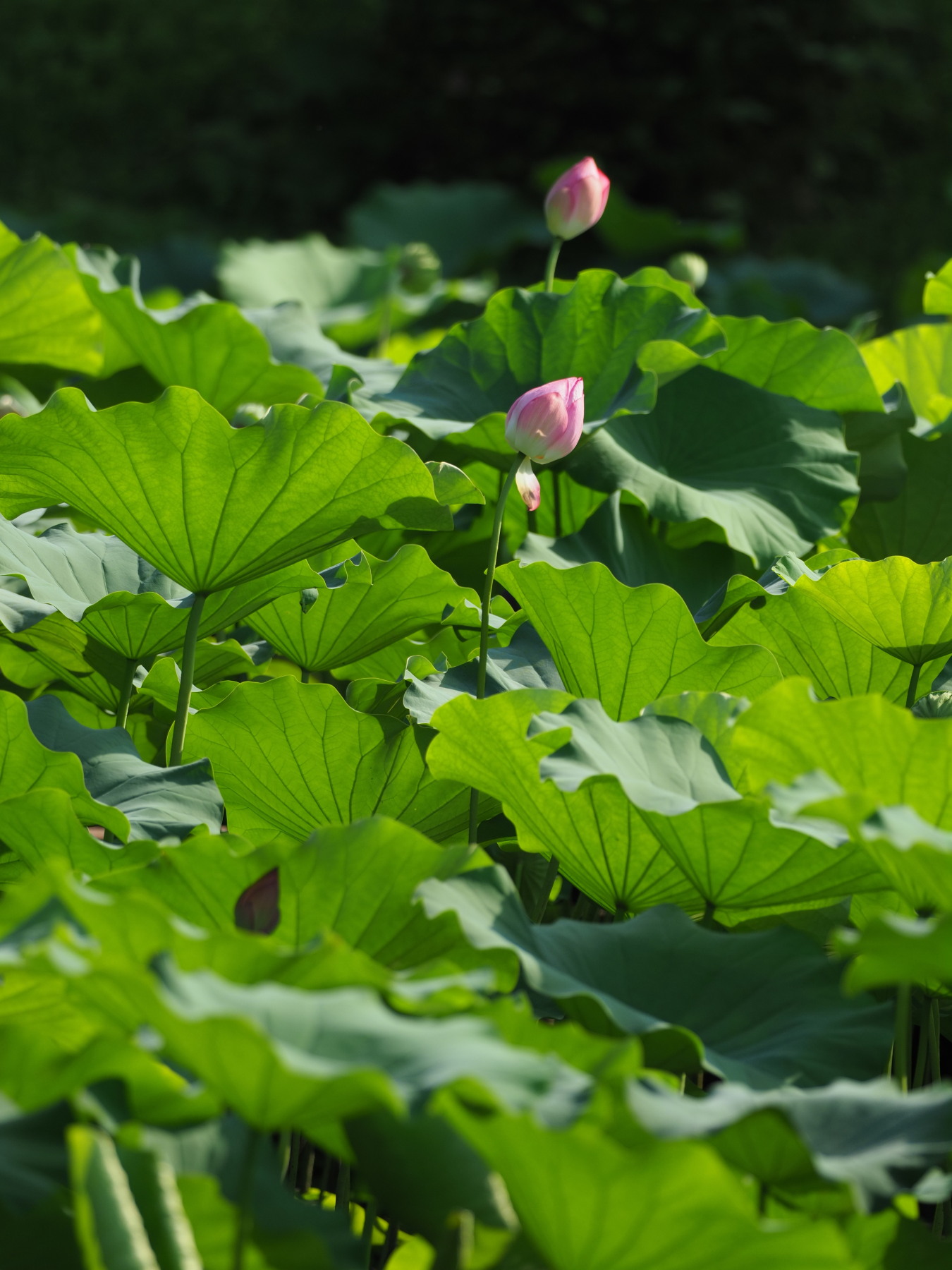 f:id:otaku4160:20200905220642j:plain f:id:otaku4160:20200905220642j:plain