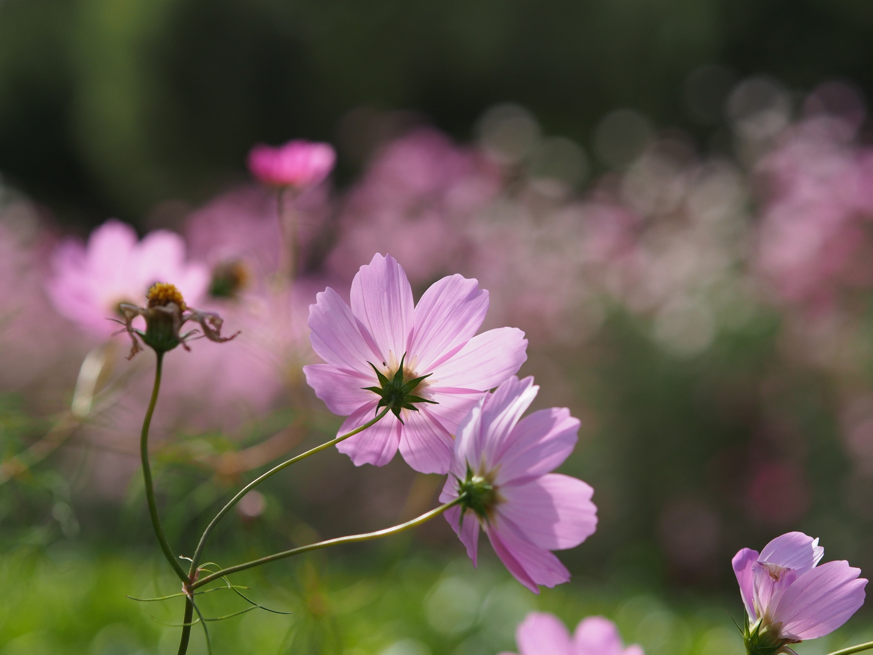 f:id:otaku4160:20201018230502j:plain f:id:otaku4160:20201018230502j:plain