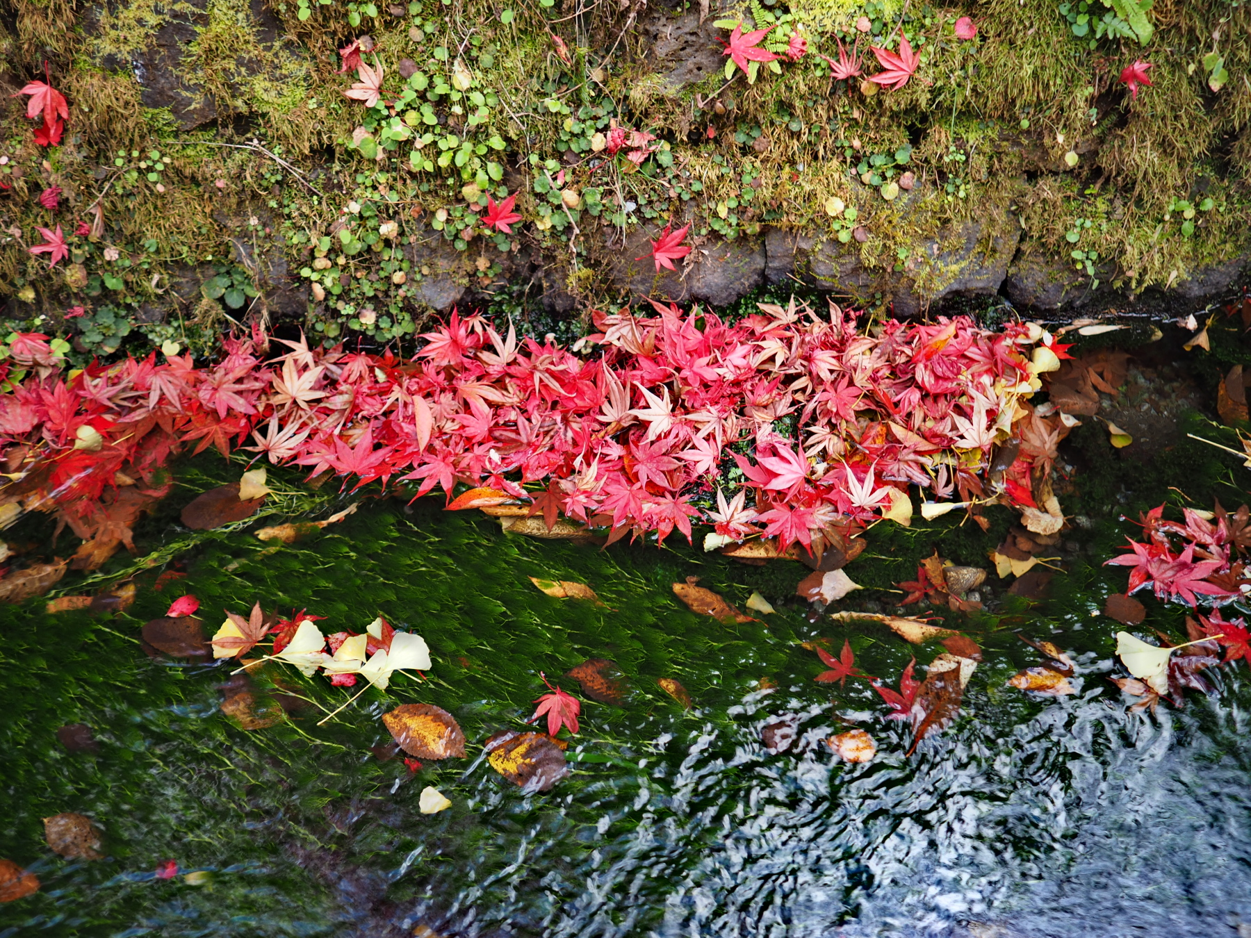 f:id:otaku4160:20201111021109j:plain f:id:otaku4160:20201111021109j:plain