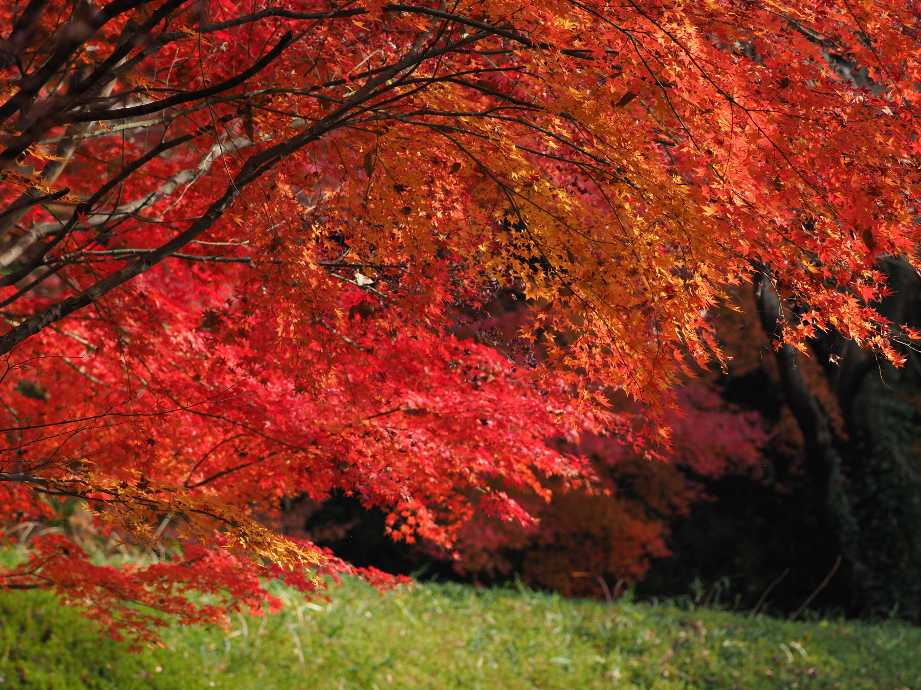 f:id:otaku4160:20201212135629j:plain