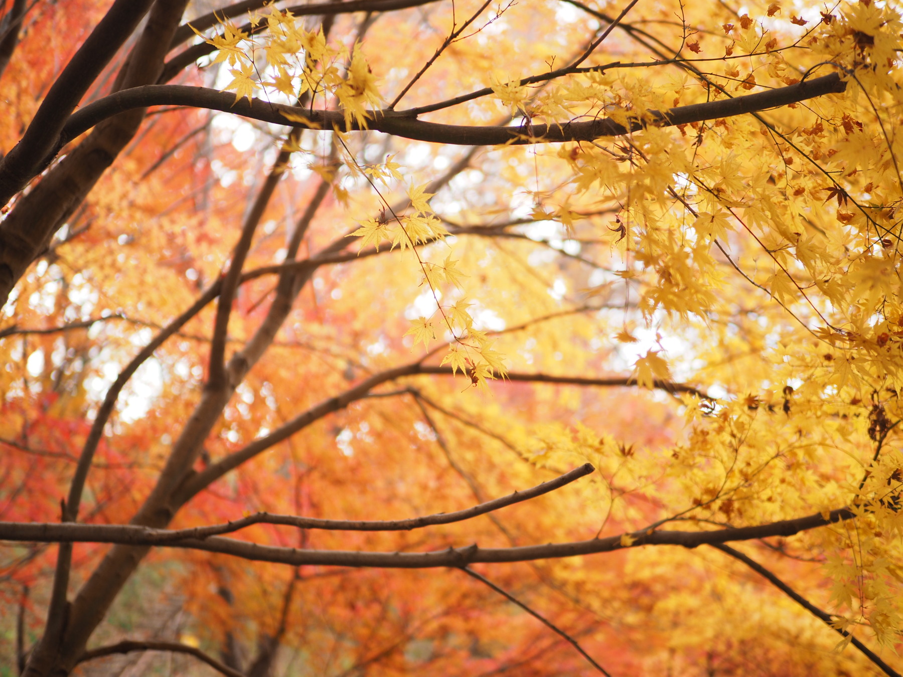 f:id:otaku4160:20201212135646j:plain