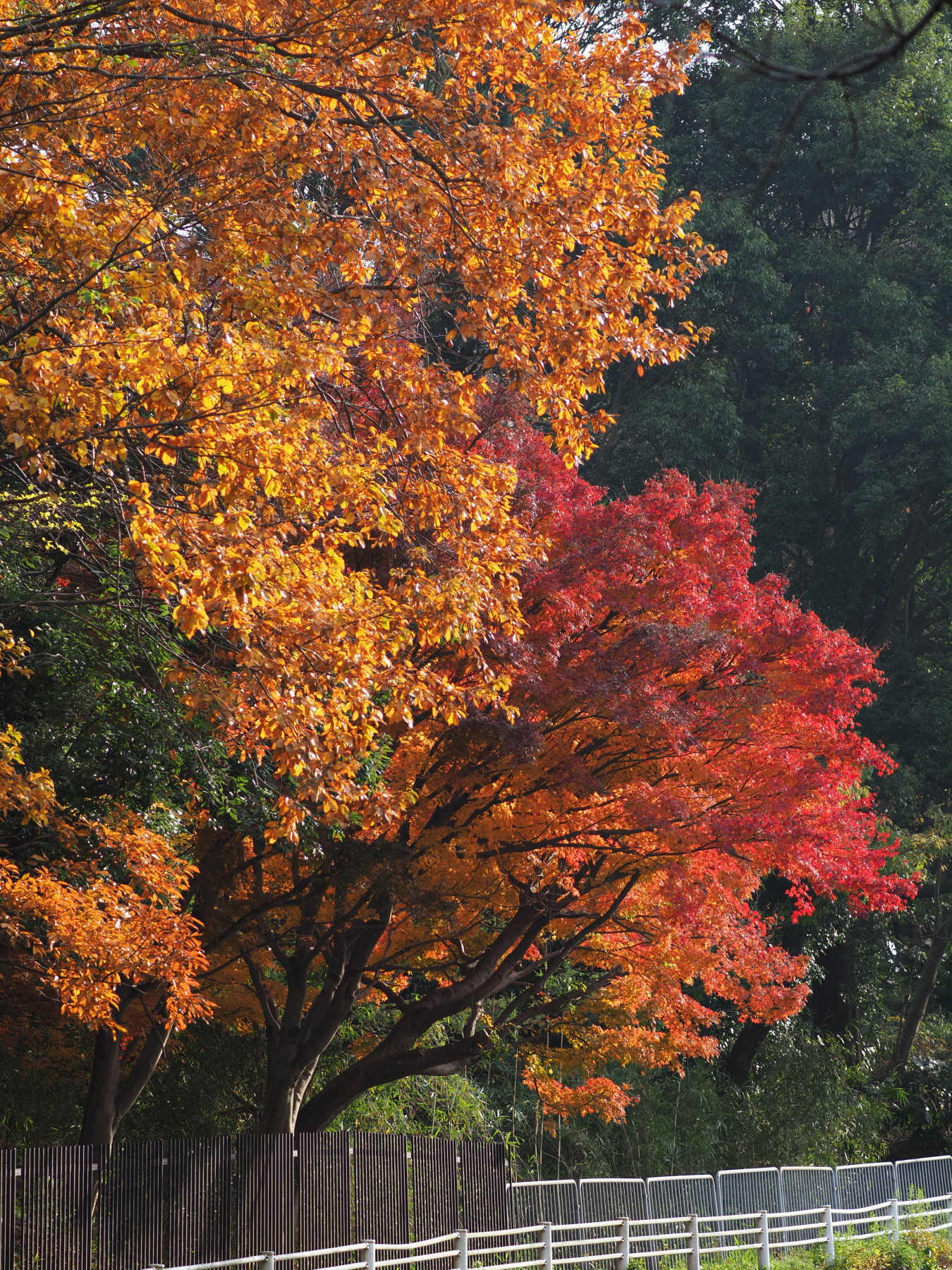 f:id:otaku4160:20201212140245j:plain