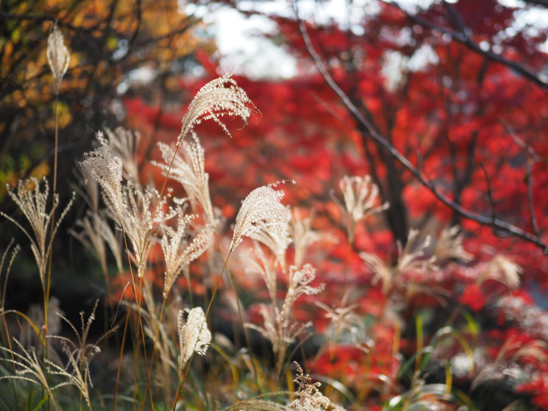 f:id:otaku4160:20201212141601j:plain