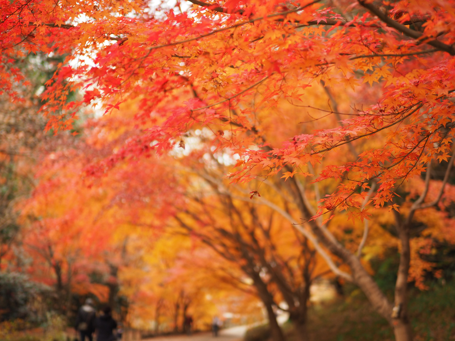 f:id:otaku4160:20201212143411j:plain