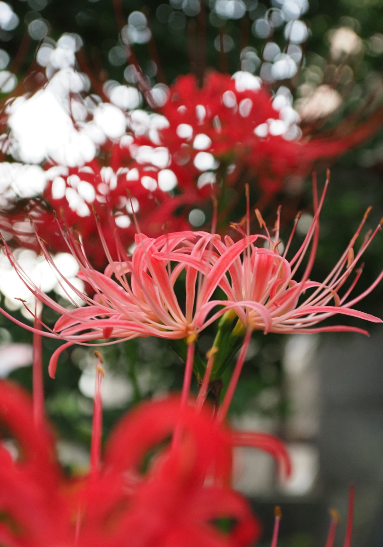 今日の一枚「薄色彼岸花」(2021.09.20) [植物] - いまここにあるもの