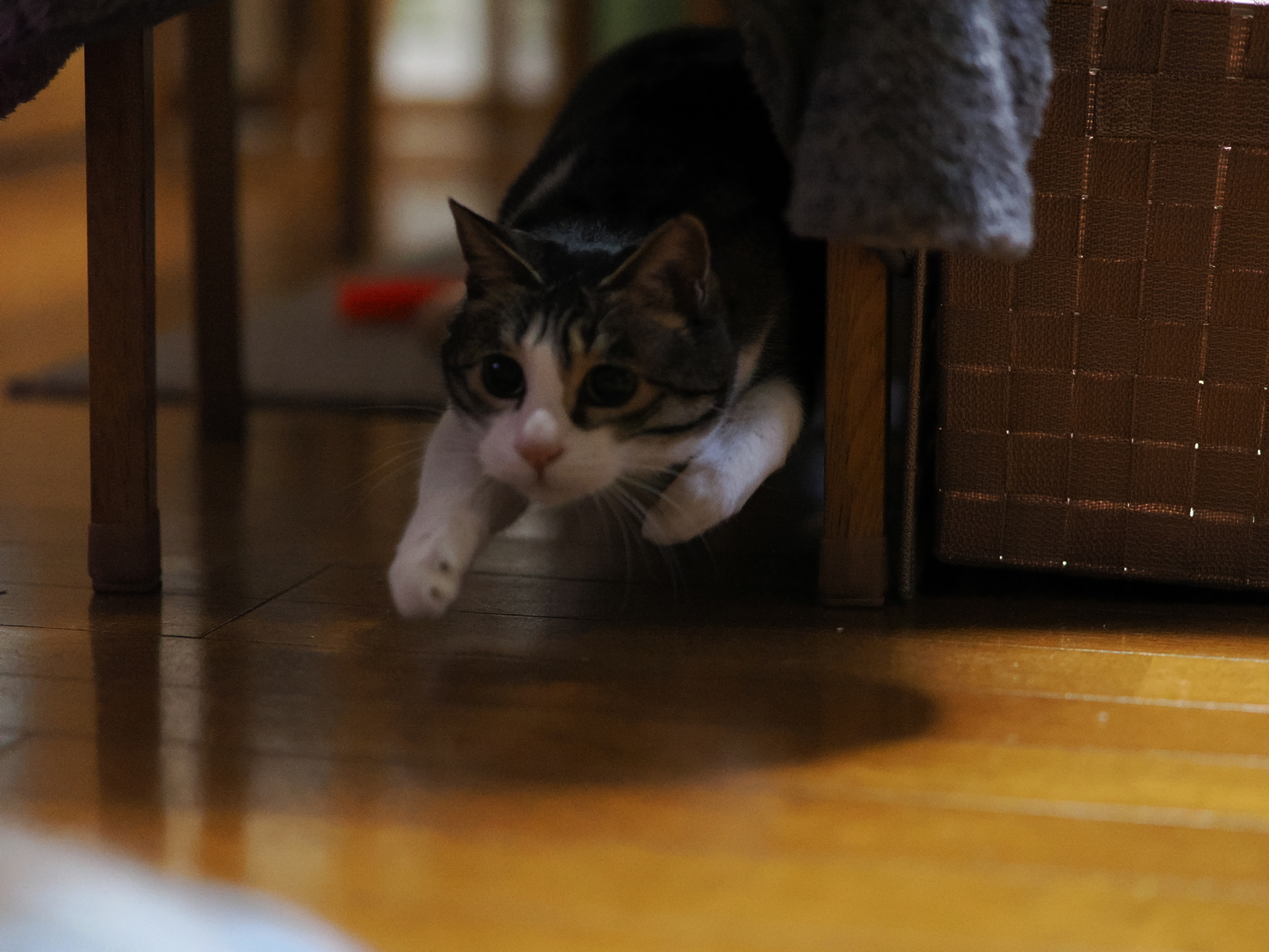 飼い猫相手に被写体認識AFを試した話。 - いまここにあるもの