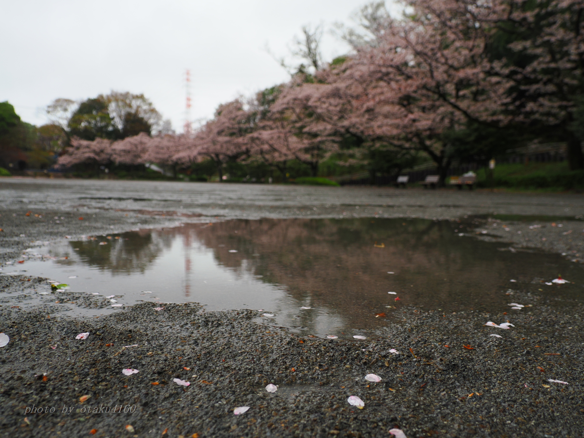 花散らしの雨 2026 - いまここにあるもの