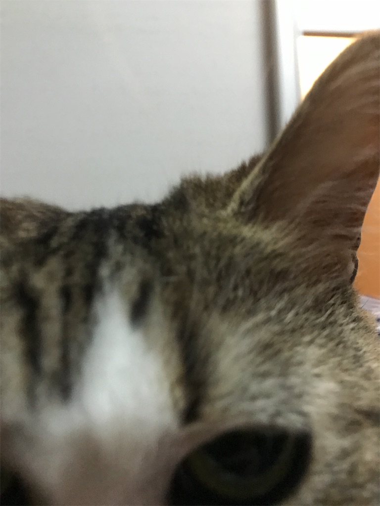 f:id:otama-hige:20200206210401j:image