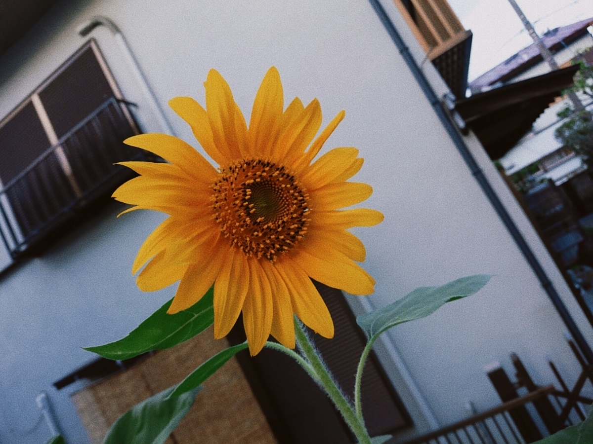f:id:otane-66:20210802163843j:plain