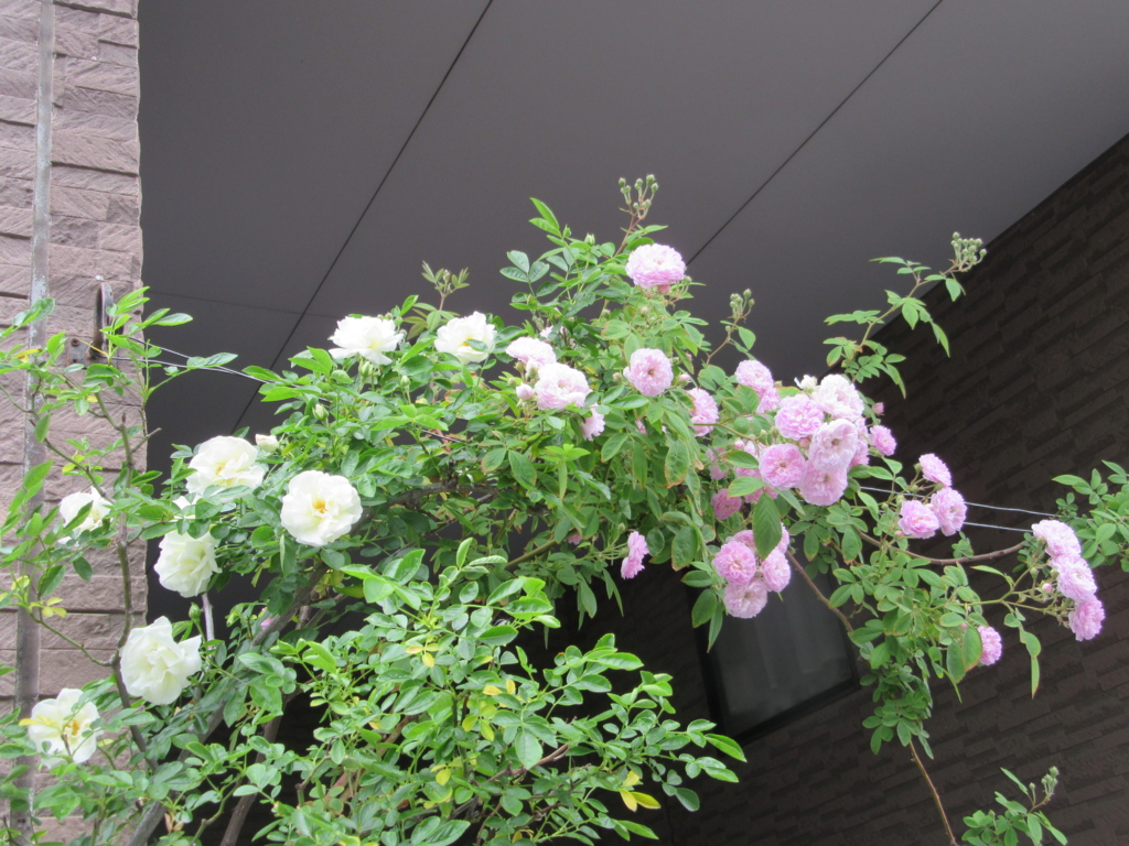 小さな庭のバラ 山へ行こう