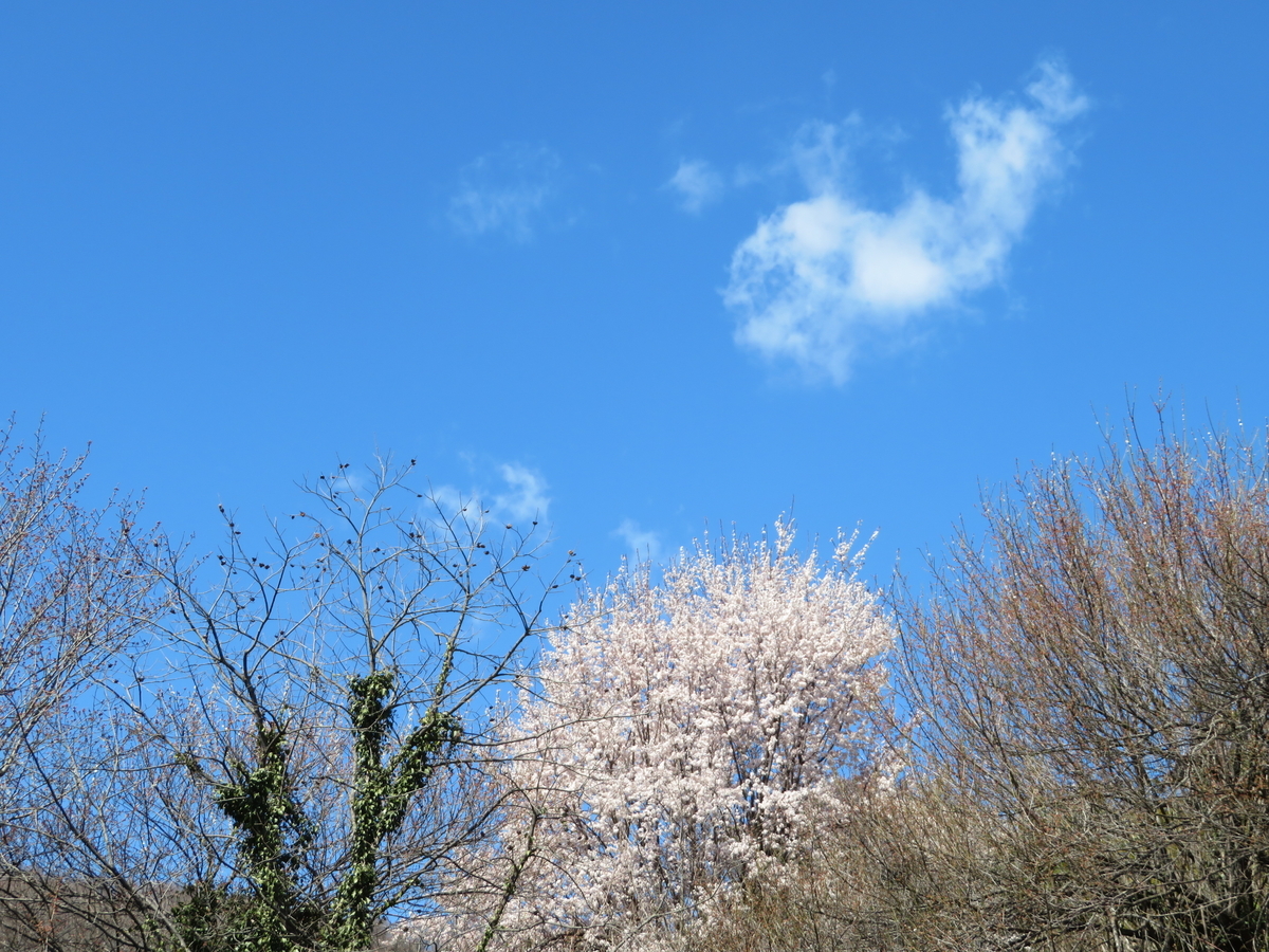 f:id:otaopi:20190327174708j:plain