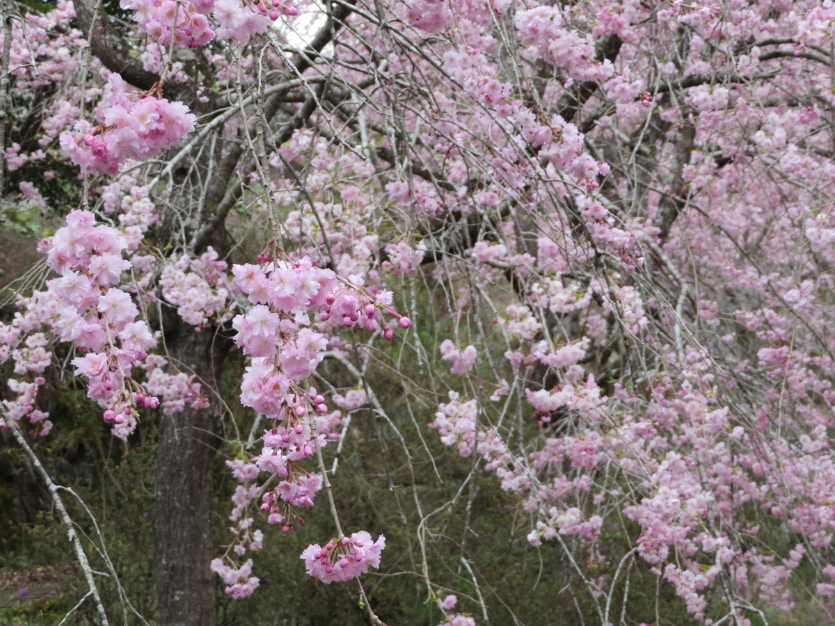 f:id:otaopi:20190420213525j:plain