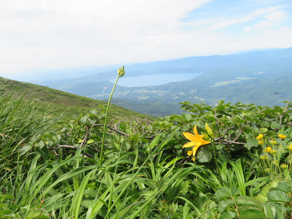 f:id:otaopi:20190727085853j:plain
