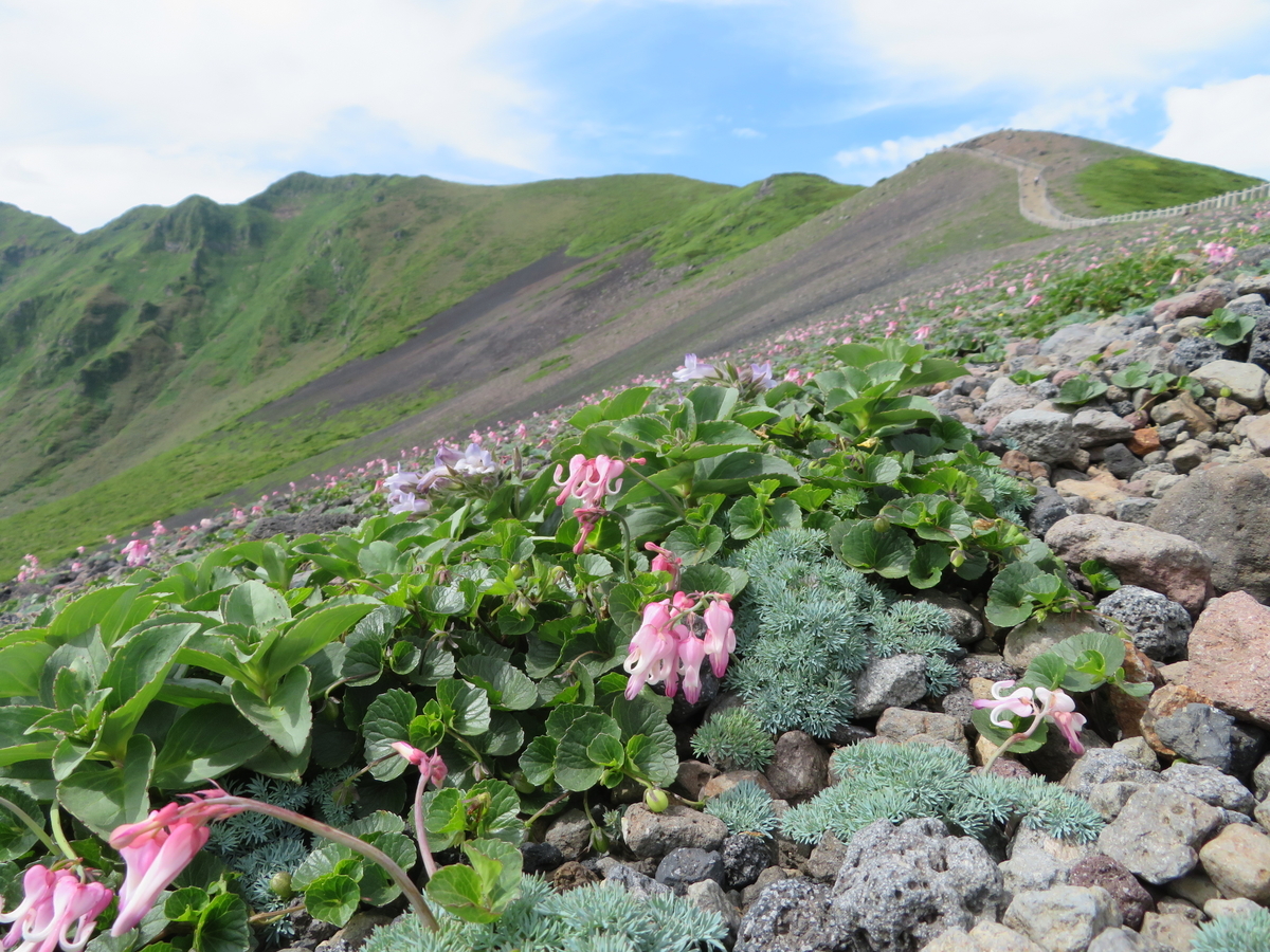 f:id:otaopi:20190727090720j:plain