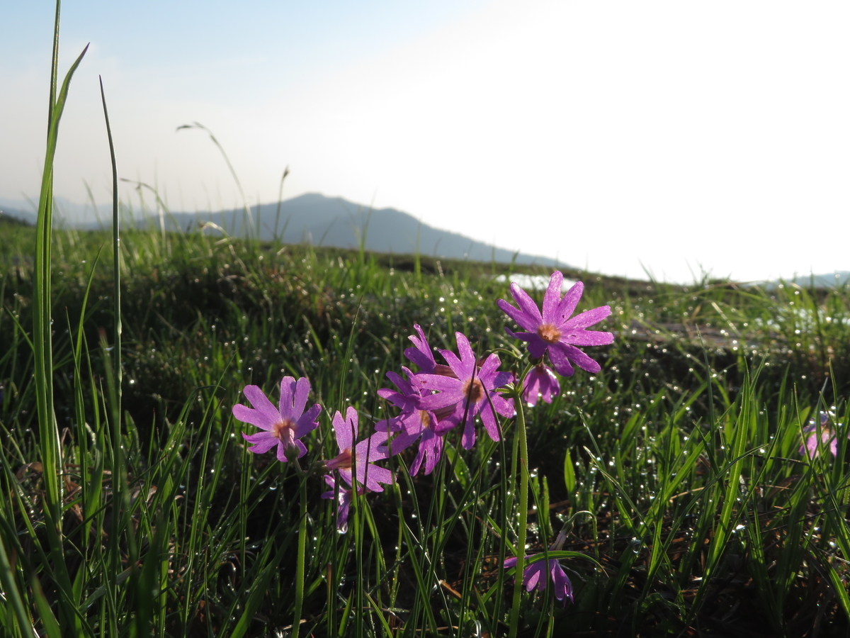 f:id:otaopi:20190727094712j:plain