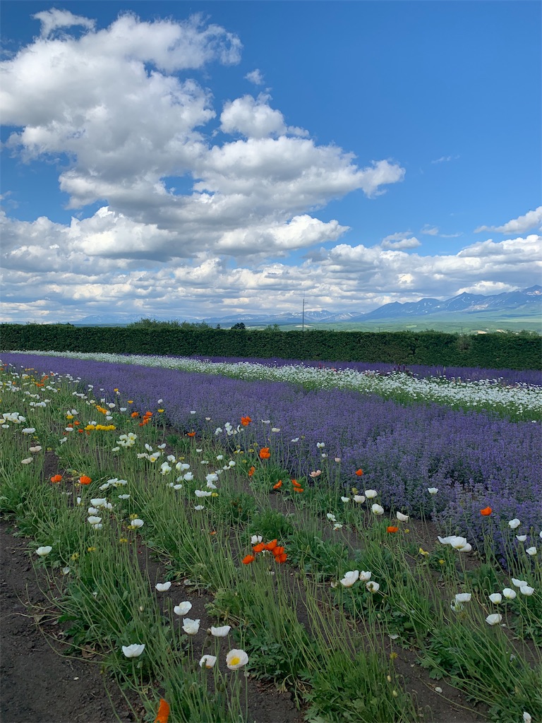 f:id:otasoooooon:20190602190251j:image f:id:otasoooooon:20190602190251j:image