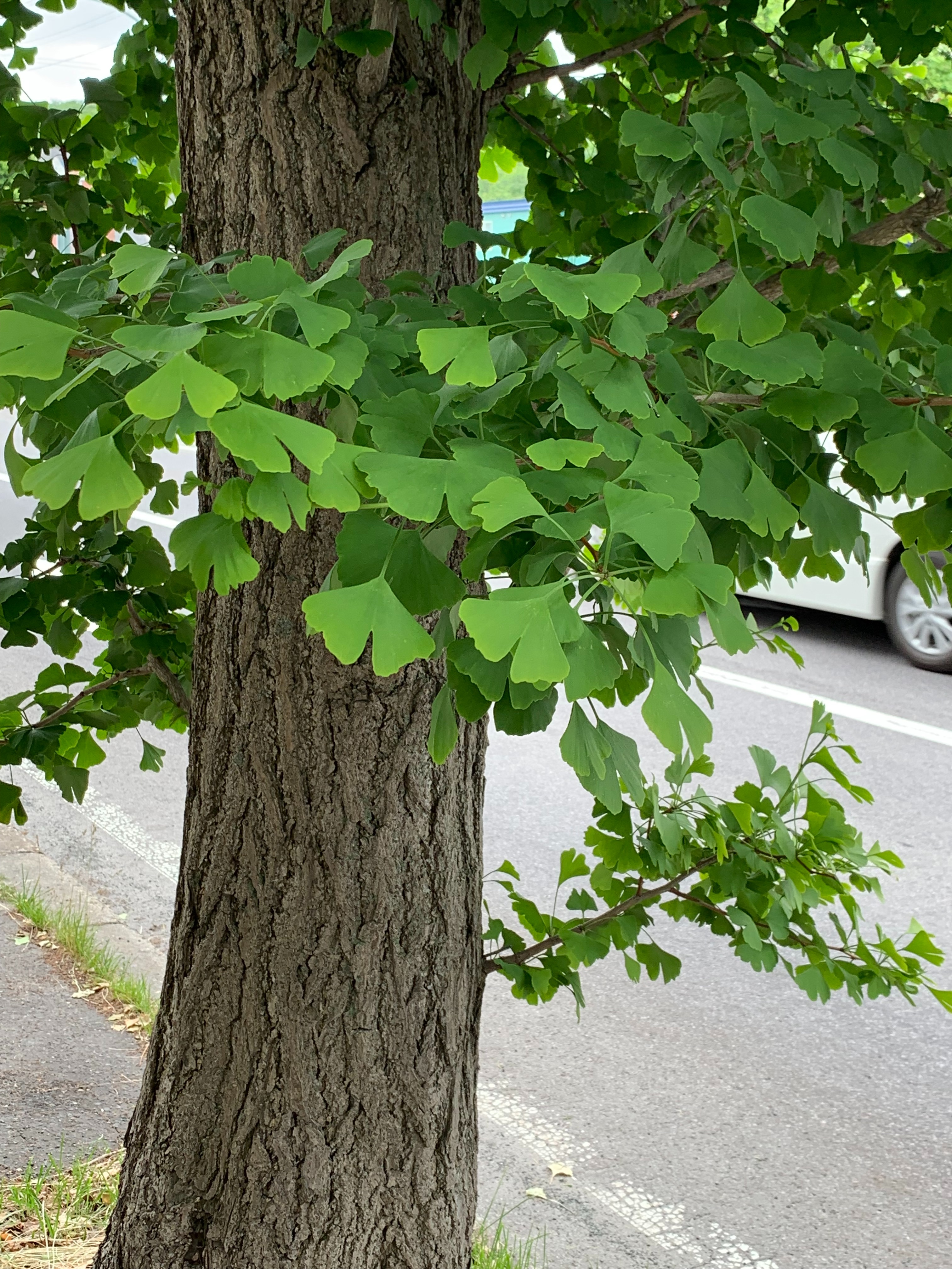 f:id:otasoooooon:20190622191500j:image